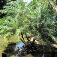 Palm tree, Глен-Ридж