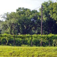 2014 05-30 Florida - grape arbors, Довер