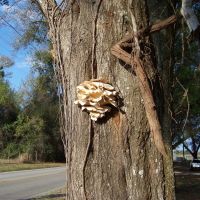 Fungi on a tree, Довер