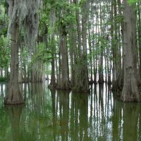 Cypress Grove - Lake Thonotosassa, Florida, Довер