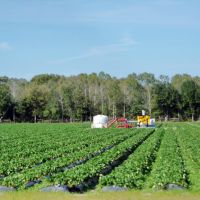 2012, Plant City, FL - Along Rte 60 - strawberry fields, Довер