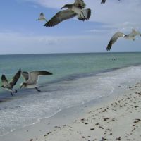 Feeding the seagulls, Индиан-Рокс-Бич