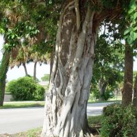 strangler fig tree, Indian Harbor Beach, Florida (8-2007), Индиан-Харбор-Бич