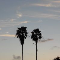 Palm Trees, Кейп-Корал