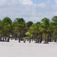 Coconut Palms in Crandon Park, Ки-Бискейн
