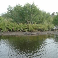 Peace River Gator, Кливленд