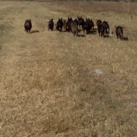 Herd of wild hogs at the water treatment plant, Кливленд