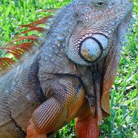 Iguana, Коконат-Крик