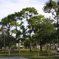 Pine Trees, Oakland Park Florida, Лейзи-Лейк