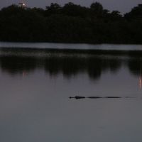 Alligator in lake, Лейзи-Лейк