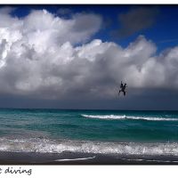 Pelican diving.  Atlantic. Miami., Майами-Бич