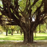 Beautiful Old Tree, Майами-Спрингс