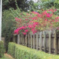 Flowered Buganvillia Fence, Майами-Спрингс
