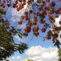 Hialeah Landscape and Flamboyant tree, Майами-Спрингс
