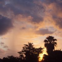 School of birds flying around in the morning, Майами-Спрингс