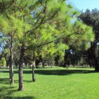 Pine trees & Grass at Ragan Park, Майами-Спрингс