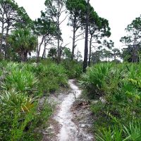 Trail Through Scrub Pines, Малабар