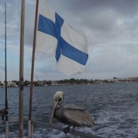 one footed pelican and flag of Finland, Маналапан