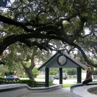 Live Oaks at Holmes Park, Downtown Melbourne, Мельбурн