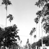 Local landmark-palm lined McQuaid Street, Мельбурн