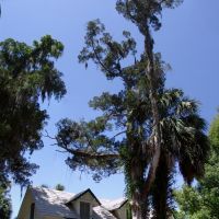 very old cedar tree in front of very old house, Micanopy (4-30-2011), Миканопи