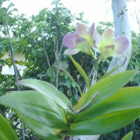 orquideas, Норвуд