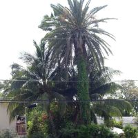 Giant Palm Trees in North Miami, Норт-Майами