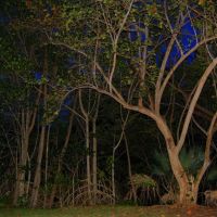 Trees at night, Норт-Майами-Бич