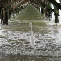 Bird under pier, Норт-Редингтон-Бич