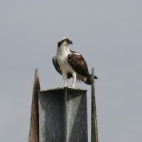 Osprey (Pandion haliaetus) in Tampa Bay, Florida, Норт-Редингтон-Бич
