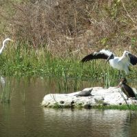 Boca Ciega Parks birds., Норт-Редингтон-Бич