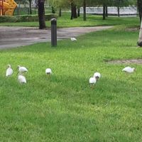White Ibis birds at Royal Palm park, Норт-Эндрюс-Гарденс