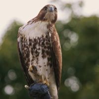 Red-tailed Hawk, Orlando - Florida, Орландо