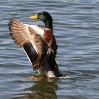 Mallard Duck - Lake Weldona - Orlando - Florida, Орландо