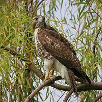Red-tailed Hawk - Orlando, Florida, Орландо