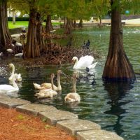 Lake Eola Park in Orlando, FL, USA, Орландо