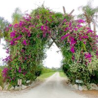 Entrance to groves, Mixons Fruit Farm, Bradenton, FL (2012), Самосет