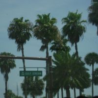 Florida Palm Trees, Сарасота
