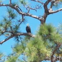 Bald Eagle, Сателлайт-Бич