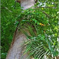Ceiba trunk, Саут-Майами