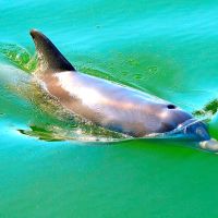 SIGHT of DOLPHIN in GULFPORT, FL, USA, Саут-Пасадена