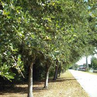 Pinellas Trail - St. Petersburg Florida - near Central Ave at 71st St. North, Саут-Пасадена
