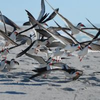 Strandvögel  am Siesta Key, Scherenschnäbel,  Black Skimmer, Rynchops niger, Сиеста-Ки