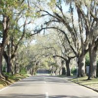 canopy road, Calhoun street north, historic district, Tallahassee, Florida (3-16-2008), Талахасси