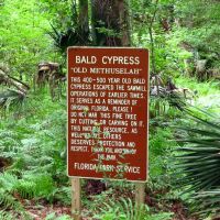 "Old Methuselah" Bald Cypress, Тик