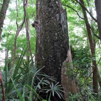 Very old Bald Cypress Tree in Ocala Forest, Тик