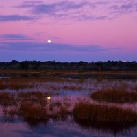Moonrise, Lake Woodruff NWR, Тик