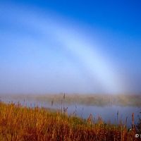 Fogbow at Lake Woodruff NWR, Тик