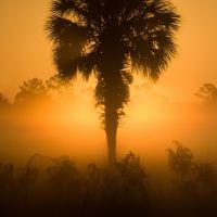 Lone Palm Sunrise, Тик