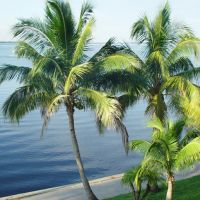 palms on the bank of the Caloosahatchee River, North Fort Myers Fla (8-2008), Форт-Майерс